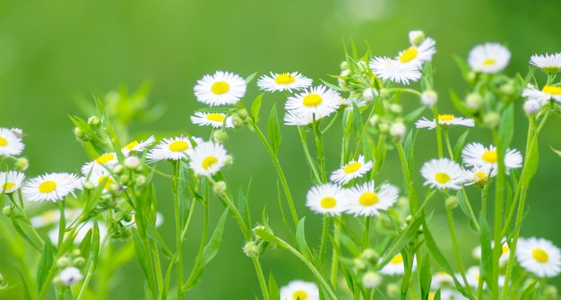 Lenteweide met kamille Gras en bloemen