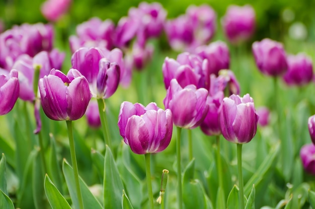 Lenteweide met paarse tulp bloemen bloemen natuurlijke seizoensgebonden Pasen achtergrond met kopie ruimte