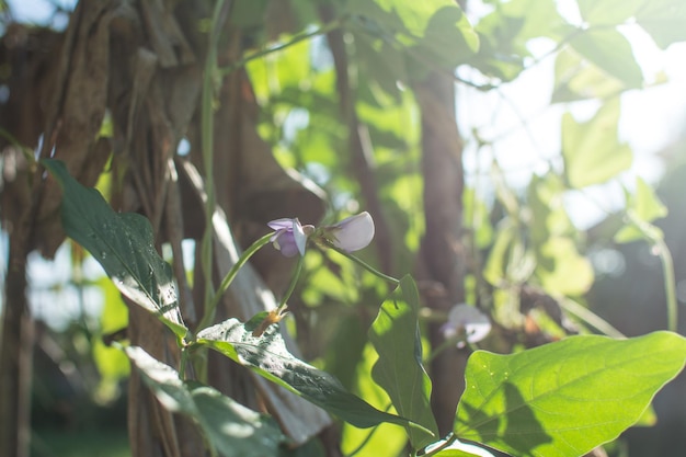 レンズ豆の植物が庭に忍び寄る