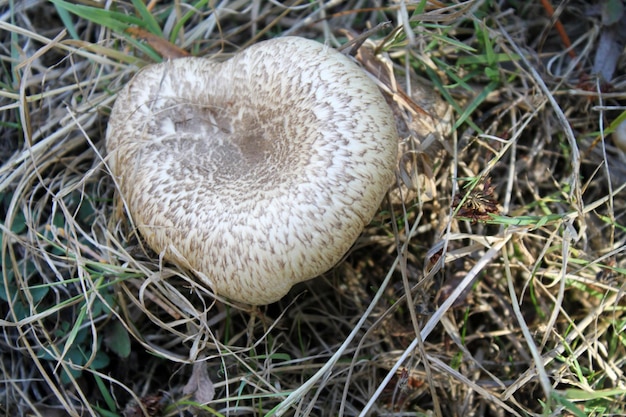 写真 レンティヌス・ティグリヌス (lentinus tigrinus) は,庭の自然生息地で生息する.