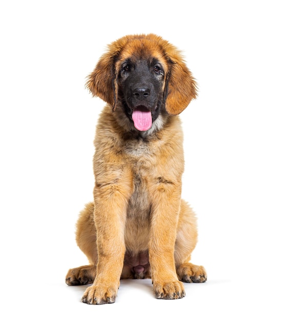Leonberg hond zit en isoleert op wit