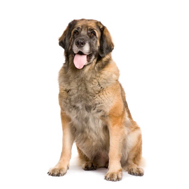 Leonberger (3 jaar)