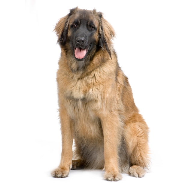 Leonberger dog portrait isolated