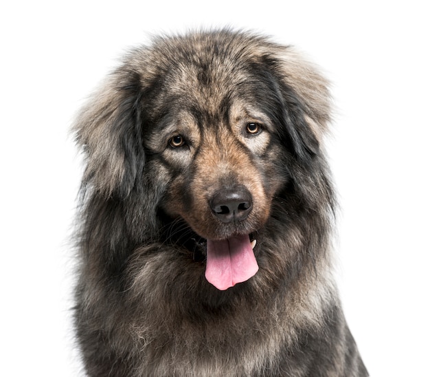 Leonberger geïsoleerd op wit