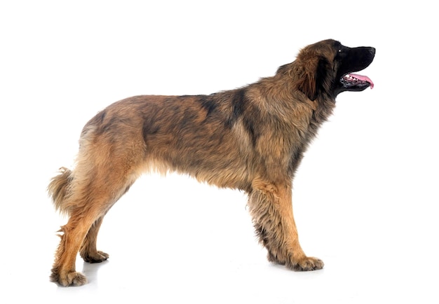 Leonberger in de studio.