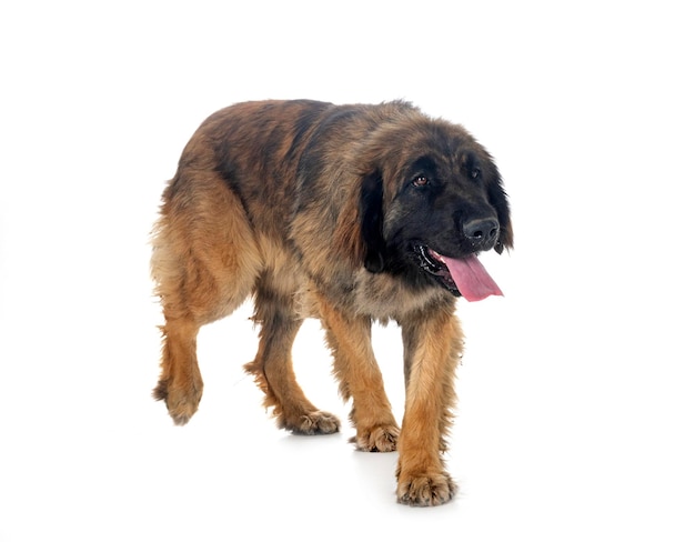 Leonberger in studio