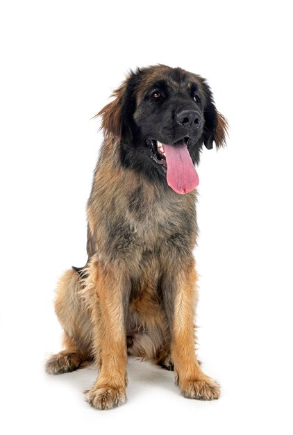 Foto leonberger in studio