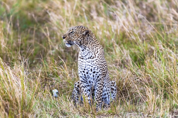 Leopard aan de lijn hunter masai mara