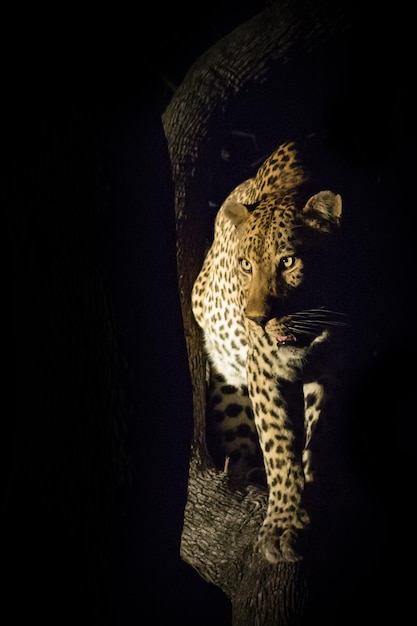 Photo leopard against tree at night