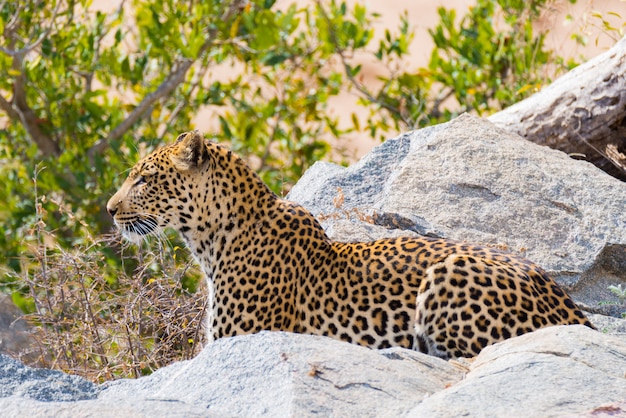 Leopard in attacking position ready for an ambush between the rocks and bush. 