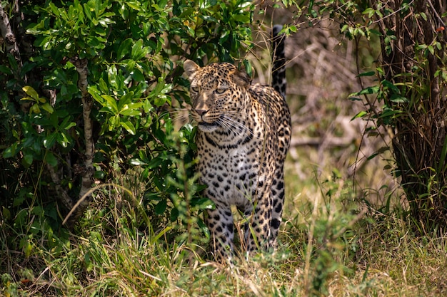 茂みの中のヒョウ