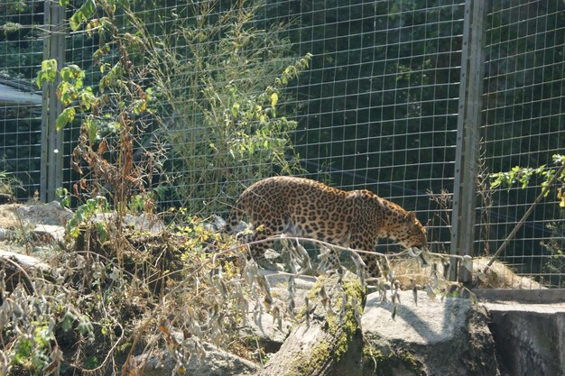 Foto leopardo vicino alla recinzione dello zoo