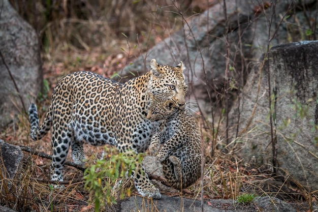 Foto leopardo che porta un giovane animale in bocca