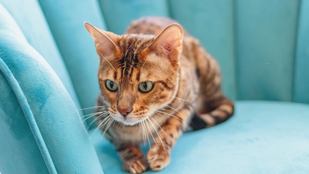 Leopard cat looking at camera at professional grooming service