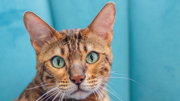 Leopard cat looking at camera at professional grooming service