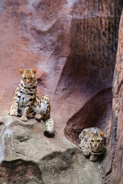 Леопард-кошка (Prionailurus bengalensis) Глядя на скалу со светом сверху