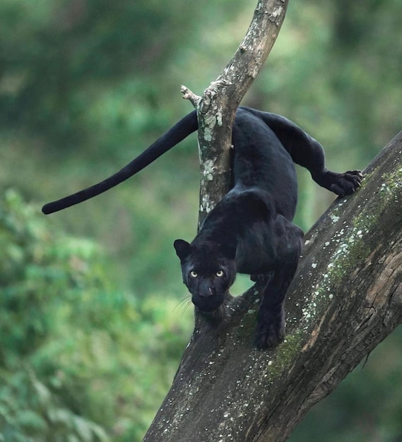 leopard cheetah black panther wild dangerous animals