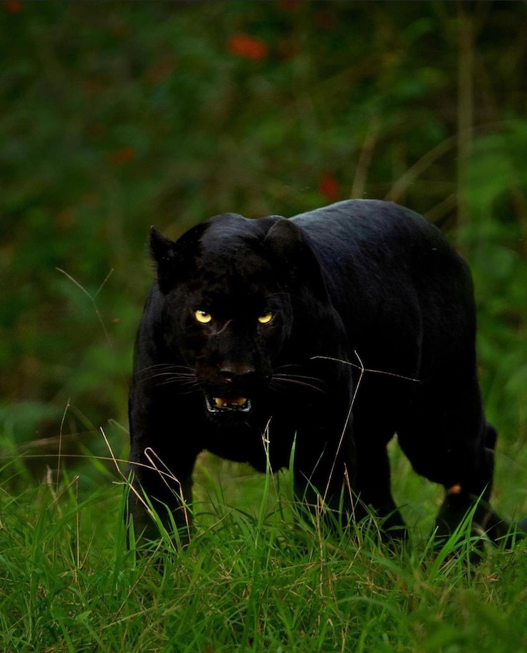 Photo leopard cheetah black panther wild dangerous animals