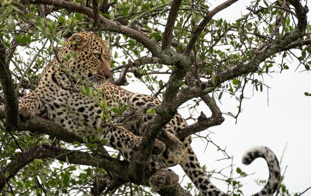 ケニアのマサイマラ国立公園の木の上でくつろぐヒョウ