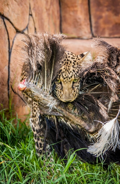 Leopard die dode vogels op het veld eet