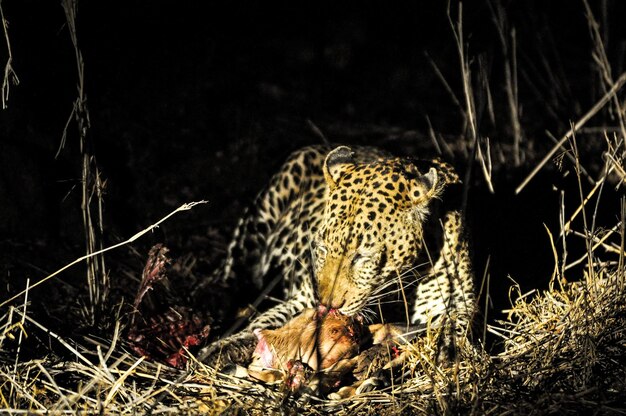 写真 レオパードが地面で動物を食べている