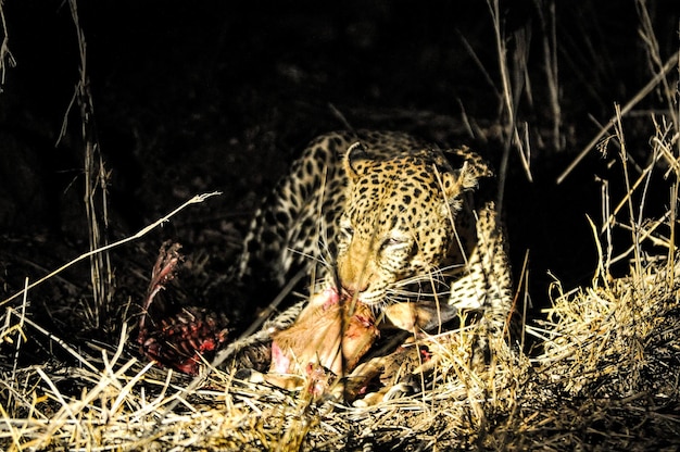 Foto leopardo che mangia la preda all'ombra nel parco nazionale kruger