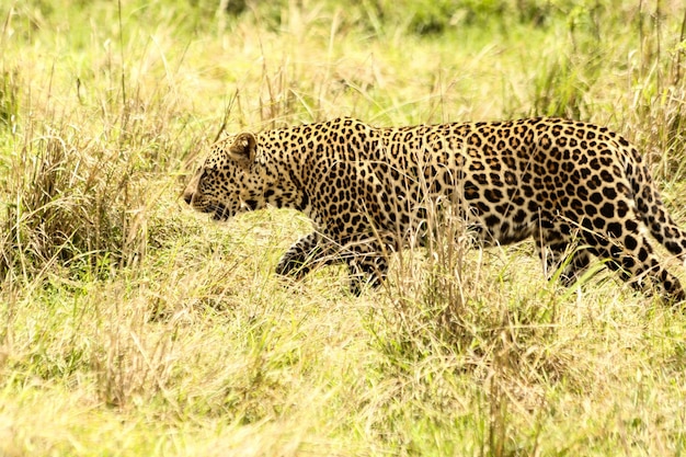 野原のヒョウ