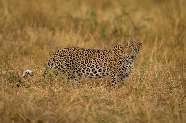 野原のヒョウ