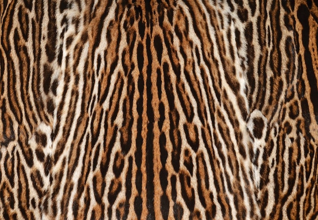 Foto priorità bassa del cappotto di pelliccia di leopardo
