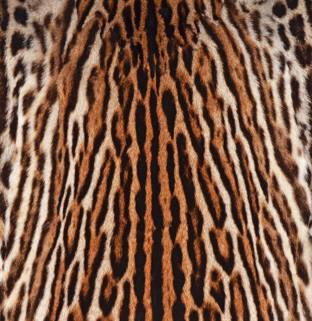 Leopard fur texture background