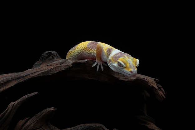 Leopard gecko in black background