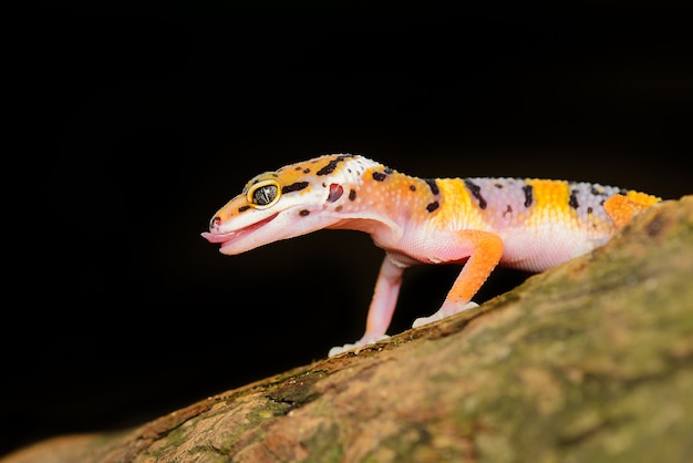 Leopard Gecko on a branch closeup