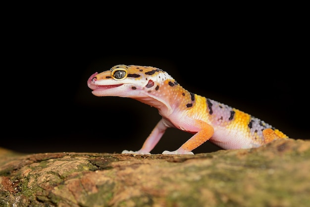 Leopard Gecko on a branch closeup