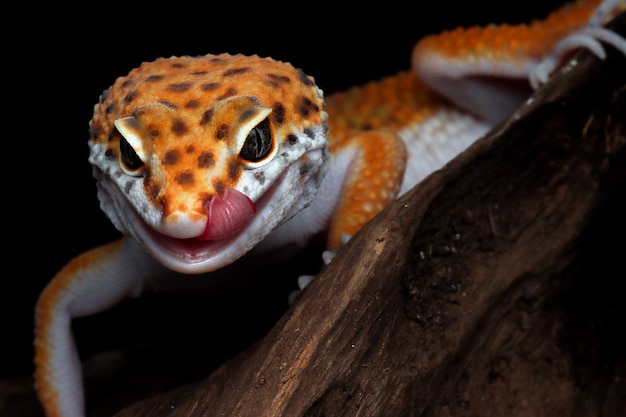 Leopard gecko on a branch