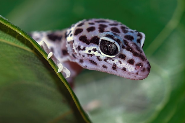 Foto leopard gecko closeup faccia con sfondo naturale leopard gecko closeup testa animale primo piano