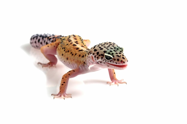 Leopard gecko closeup on isolated white background, Leopard gecko closeup