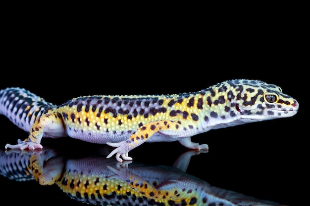 Primo piano del geco leopardo su legno