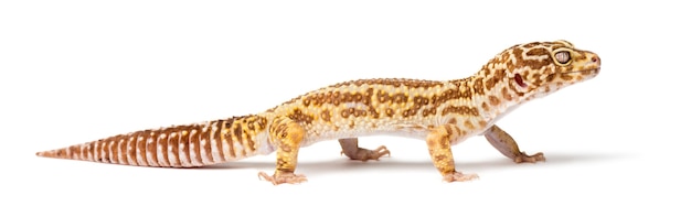 Leopard gecko, Eublepharis macularius, close up against white space