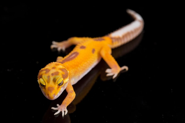 Leopard gecko, Eublepharis macularius, tremper albino isolated on black background