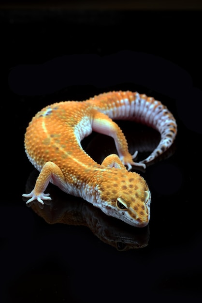 leopard gecko isolated on black background