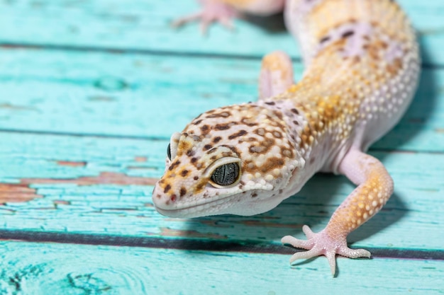 A leopard gecko lizard on blue background eublepharis macularius animal closeup