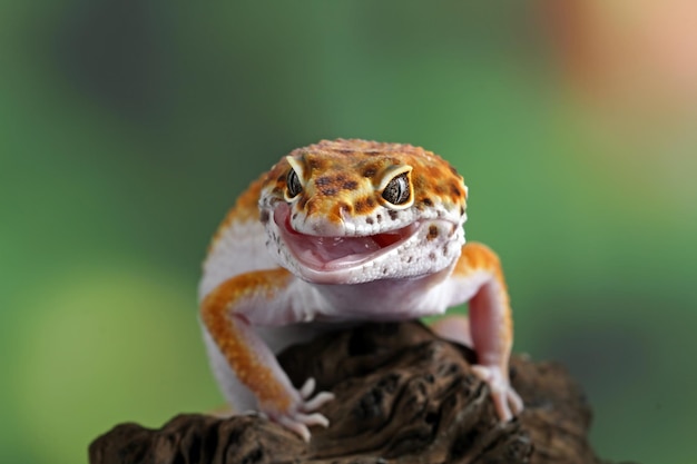 Leopard gecko lizard closeup on a branch with sticking out tongue