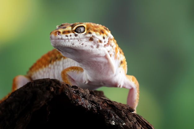 Leopard gecko lizard closeup on branch