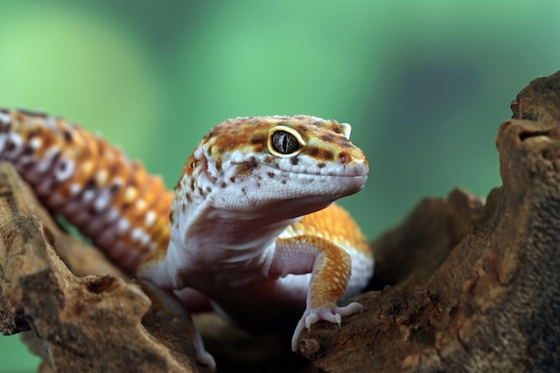 Leopard gecko lizard closeup