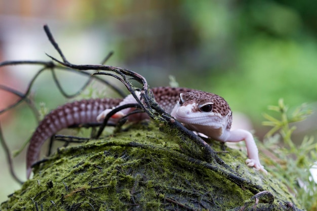 Leopard gecko lizard on nature background