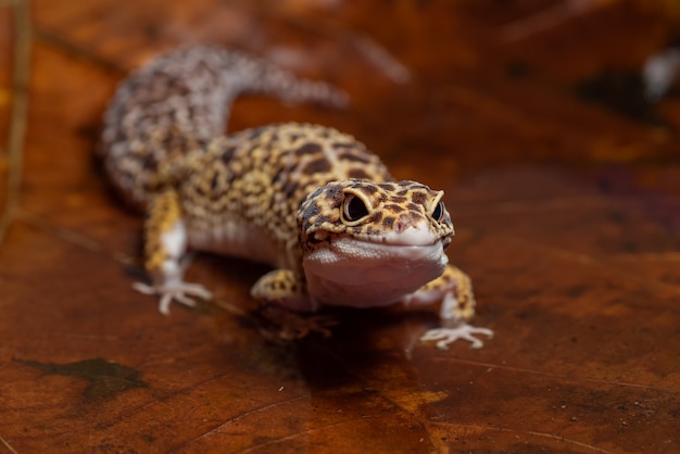 Leopard gecko reptile in nature