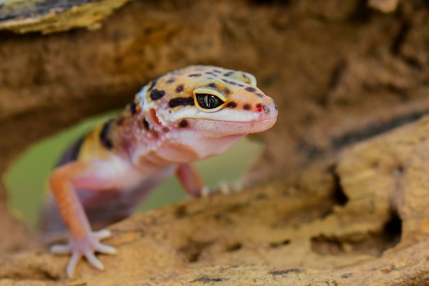 leopard gecko sticking out tongue in tropical woods forest