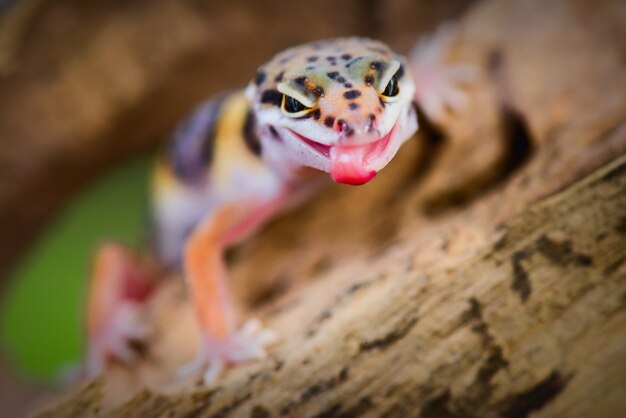 熱帯林の森で舌を突き出すヒョウモントカゲモドキ