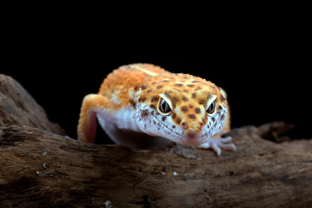 leopard gecko on a tree log