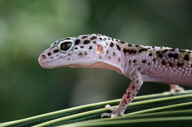 A leopard gecko walks on a leaf